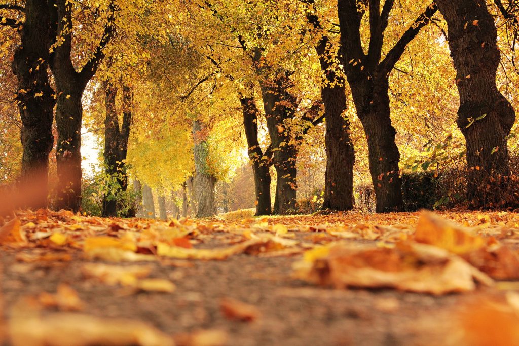 Autumn 2026 Magazine